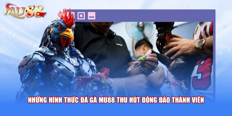 Những hình thức đá gà MU88 thu hút đông đảo thành viên